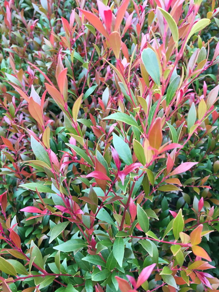 Acmena smithii 'Forest Flame' | Advanced Trees | Wholesale Nursery ...