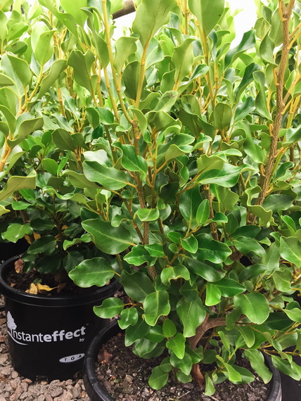 Griselinia littoralis | Advanced Trees | Wholesale Nursery - TGA Australia