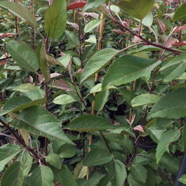 Malus yunnanensis 'Wychwood Ruby' | Advanced Trees | Wholesale Nursery ...