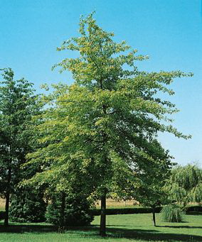 Quercus palustris | Advanced Trees | Wholesale Nursery - TGA Australia