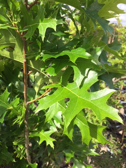 Quercus Palustris 'pringreen' 