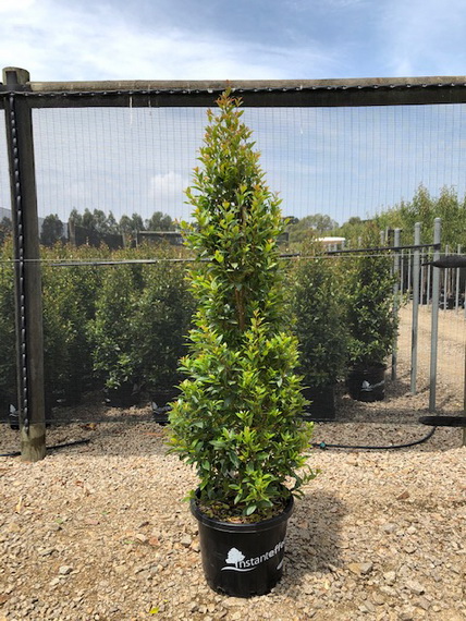 Syzygium australe 'Hinterland Gold' | Advanced Trees | Wholesale ...